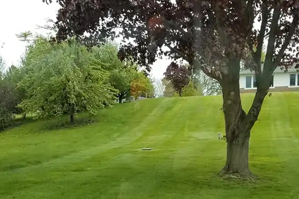 Reliable Tree Care Tree Care