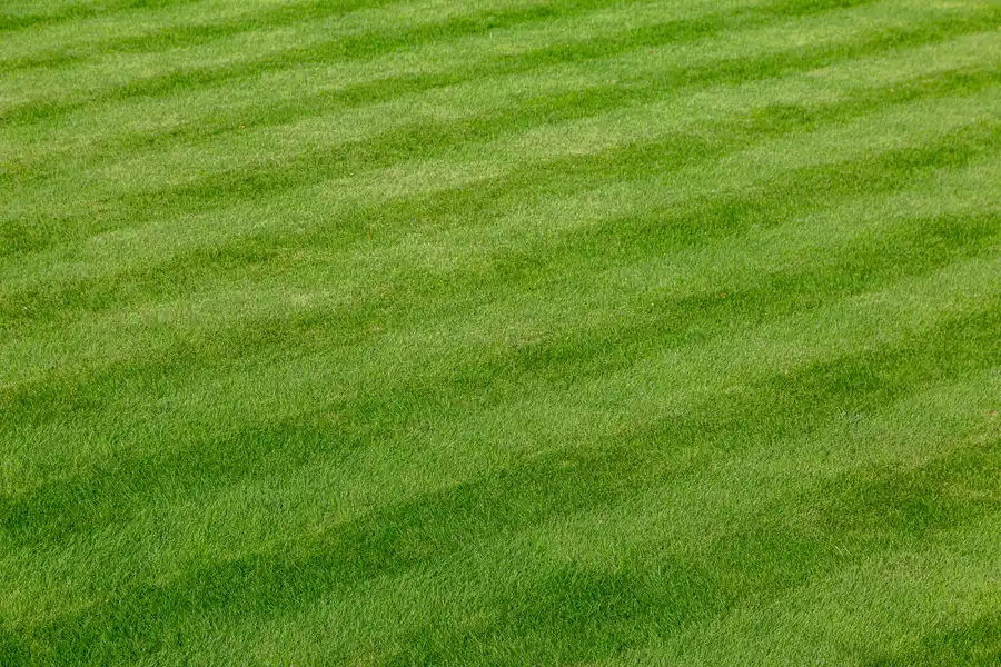 Common Lawn Care Challenges And How Experts Solve Them Stoughton, WI Common Lawn Care Challenges And How Experts Solve Them Stoughton, WI