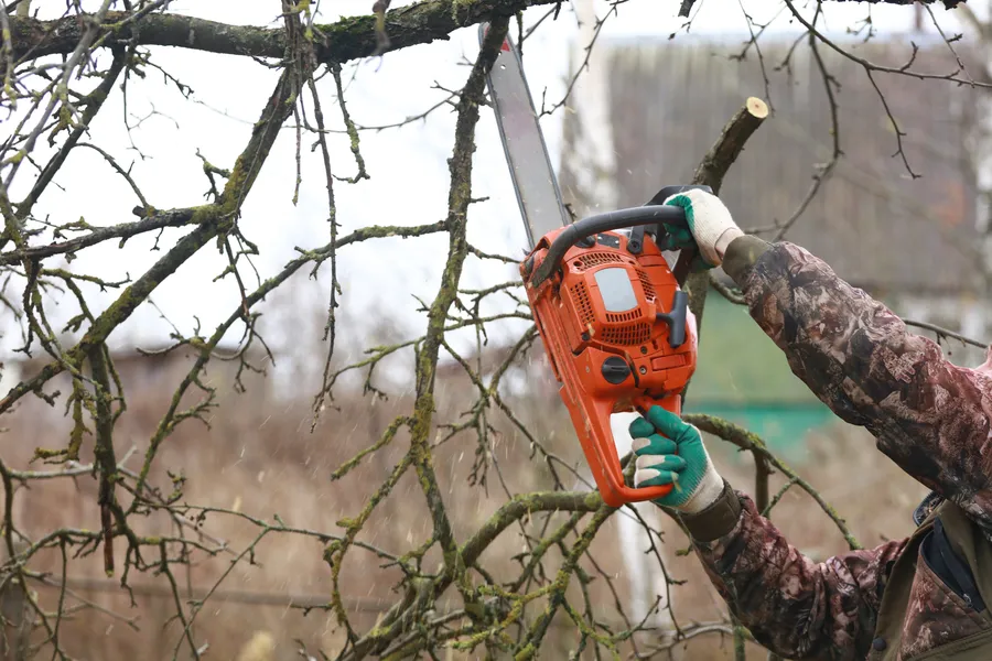 Expert Tree Trimming Service Stoughton, WI Expert Tree Trimming Service Stoughton, WI
