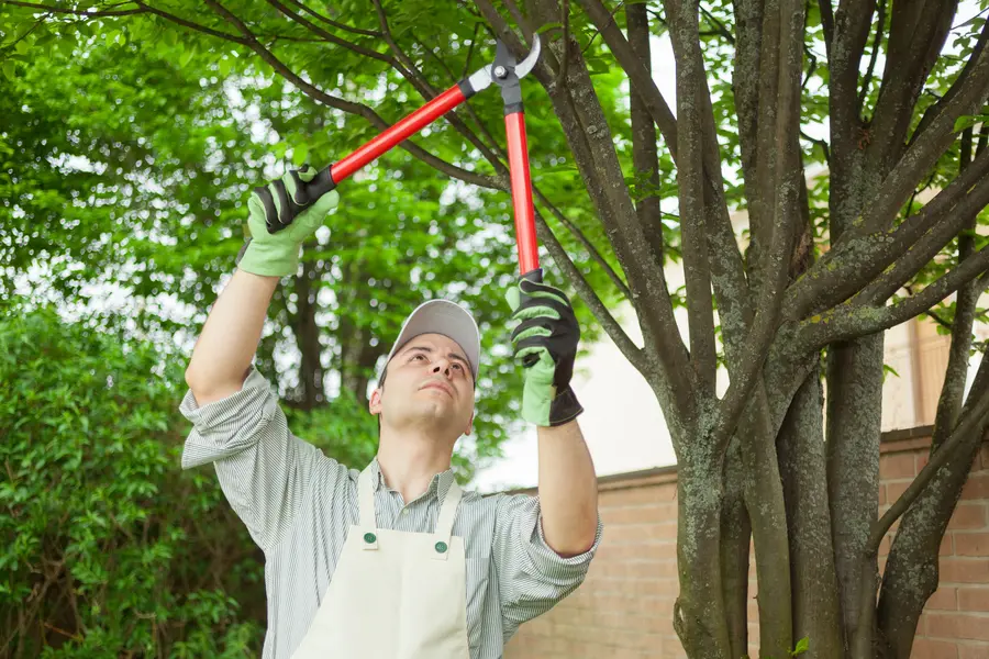 How To Address Root Damage Without Harming Your Tree in Stoughton, WI How To Address Root Damage Without Harming Your Tree in Stoughton, WI