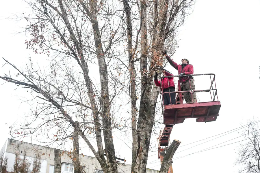 How Tree Trimming Encourages Stronger Branch Structure in Stoughton, WI How Tree Trimming Encourages Stronger Branch Structure in Stoughton, WI