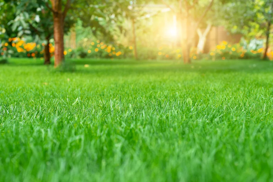 Key Services Offered By Professional Lawn Care Providers Stoughton, WI Key Services Offered By Professional Lawn Care Providers Stoughton, WI