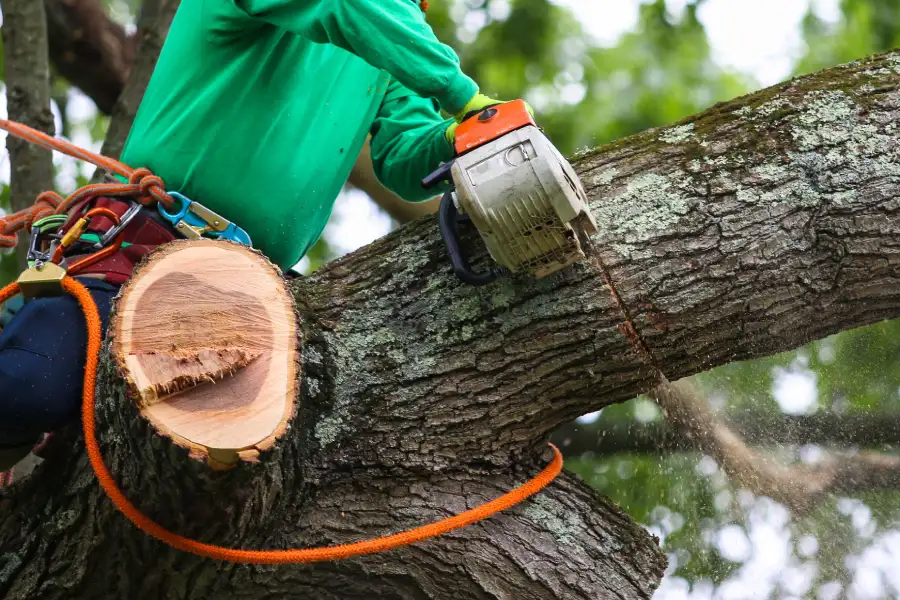 Local Tree Trimming Service Stoughton, WI Local Tree Trimming Service Stoughton, WI