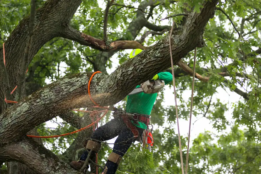 Premium Tree Care Stoughton, WI Premium Tree Care Stoughton, WI