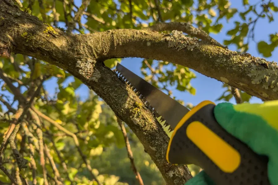 Professional Tree Trimming Service Stoughton, WI Professional Tree Trimming Service Stoughton, WI