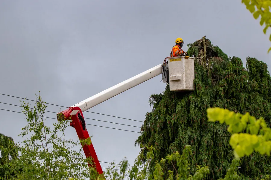 Reputable Tree Care Stoughton, WI Reputable Tree Care Stoughton, WI