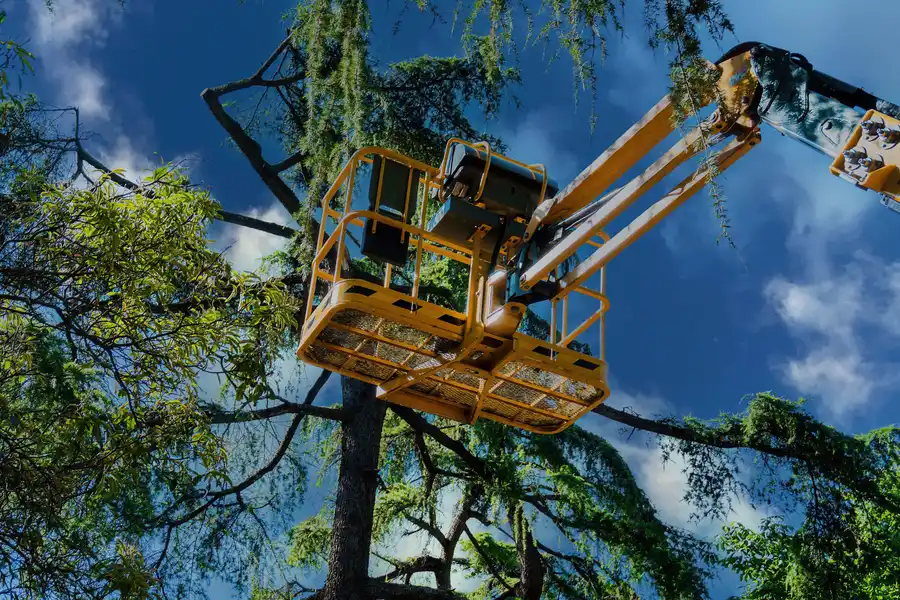 Superior Tree Care Stoughton, WI Superior Tree Care Stoughton, WI